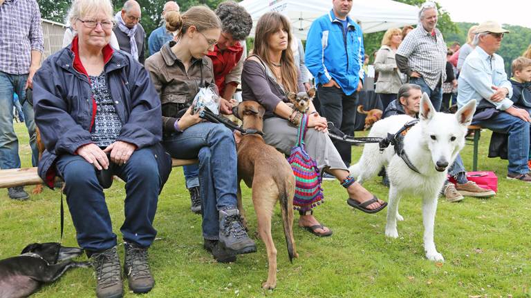 Duizenden honden nemen baasjes mee naar Woofstockfestival in Eindhoven