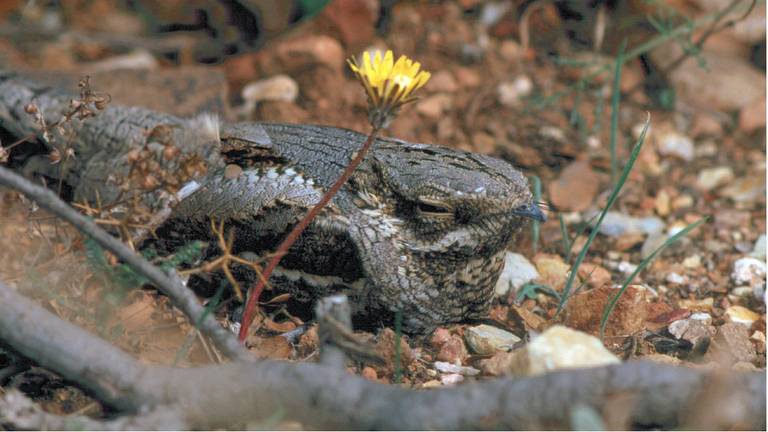 De Natuurzwaluw is ook overdag bijna niet te zien. (Foto: Natuurmonumenten).