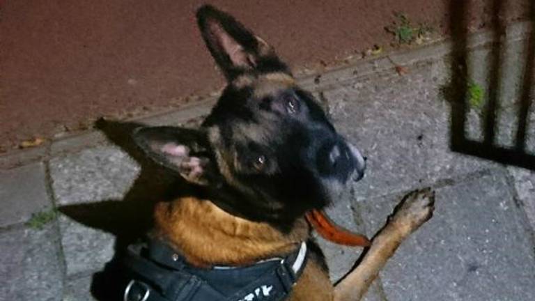 Politiehond Remko vond de gestolen spullen terug. (Foto: Twitter TSH Oost-Brabant).