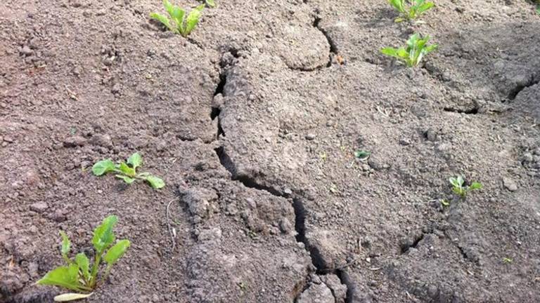 De ernstige droogte roept in Brabant veel vragen op (Archieffoto)