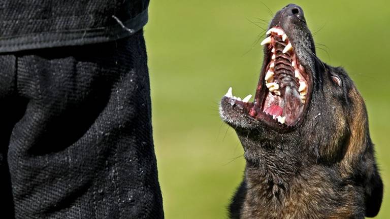 Politiehond lost woninginbraak op (archieffoto: ANP)