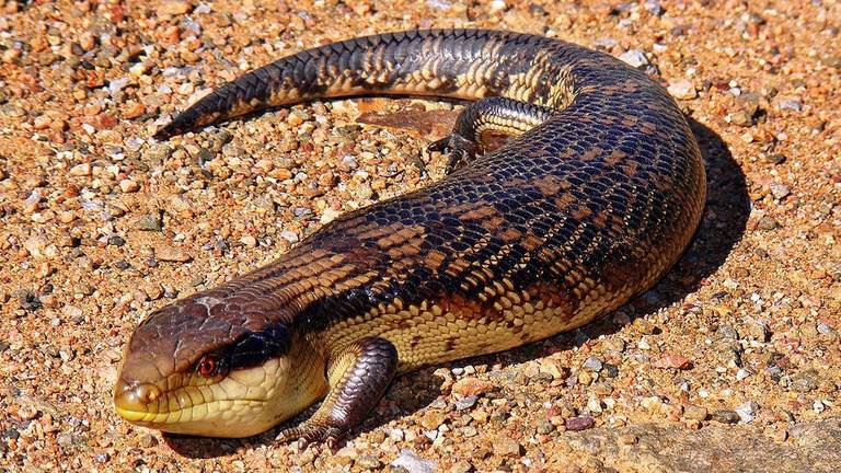 Archieffoto (van een ander reptiel, niet van Kinky).