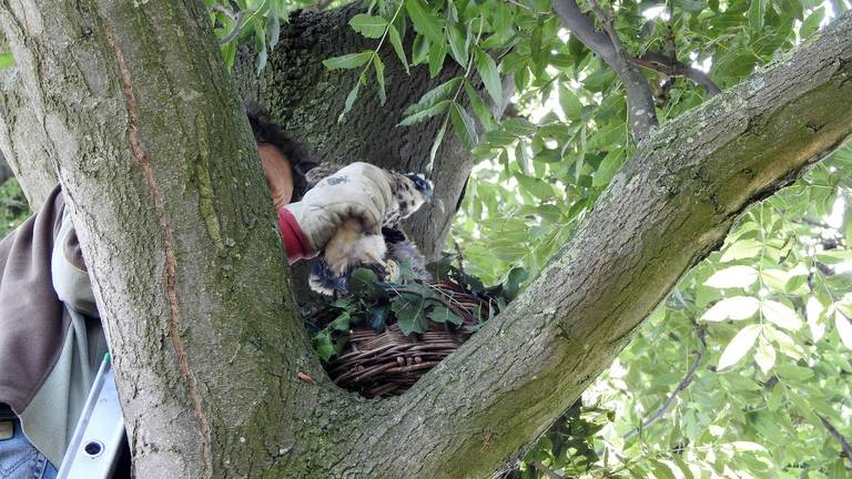 De jonge boomvalken worden in het kunstnest gezet. (foto: Mignon van den Wittenboer)