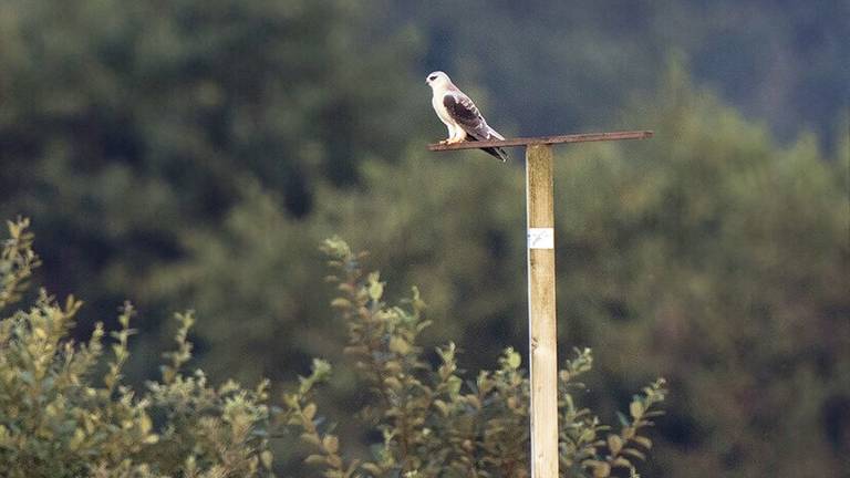 De grijze wouw op een paal van de Vogelwacht (foto: Marc Gottenbos)