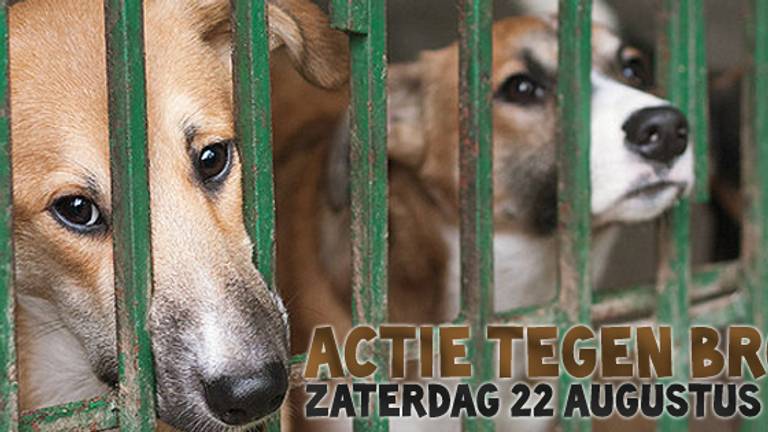 De stichting Stop Dierenleed wil mensen informeren over broodfok.