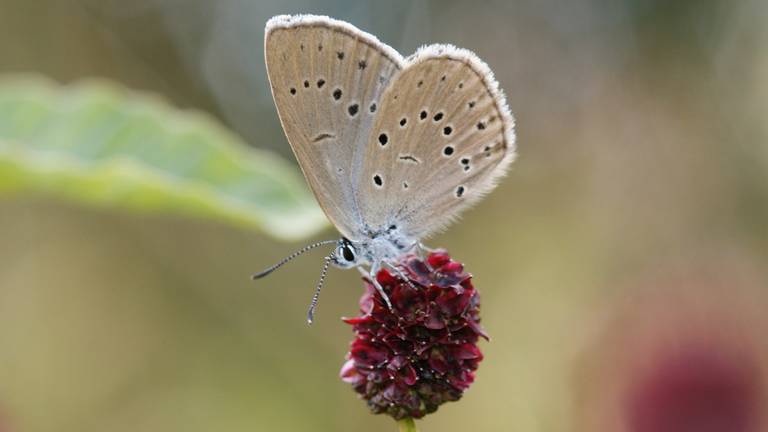 Foto: Vlinderstichting