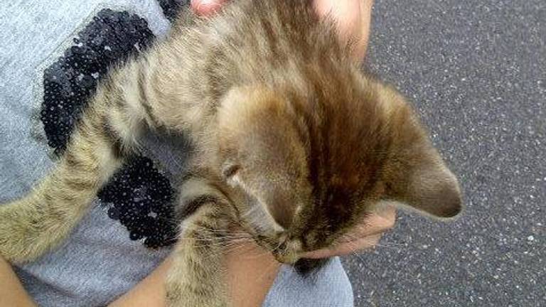 Kitten op grove wijze gedumpt (foto: wijkagent Melters)