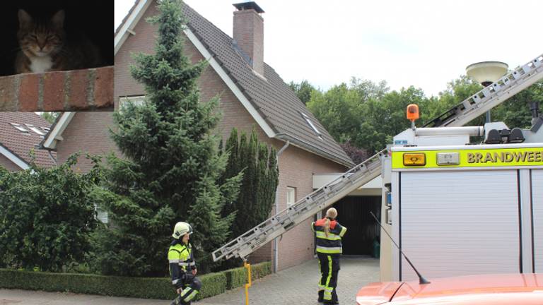 Kat in schoorsteen (foto: AS Media)