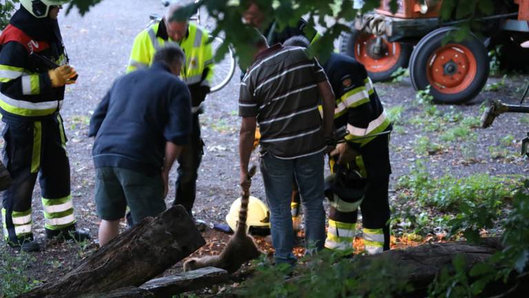 De ontsnapte neusbeer in Zeeland. (Foto: AS Media)