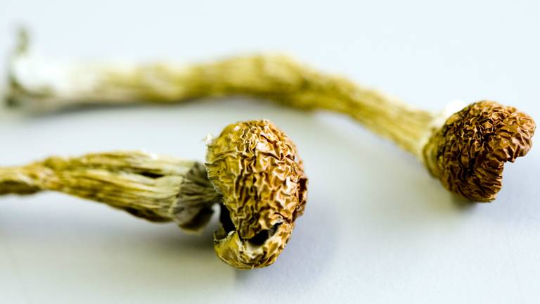 De man gebruikte paddo's (foto: ANP).