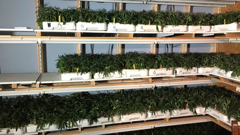 Grote hennepstekkerij met zeker 11.000 wietplantjes ontdekt in Roosendaal  