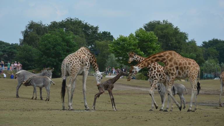 Nova was meteen te bewonderen. (Foto: Safaripark Beekse Bergen/Libéma).