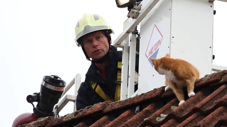 Brandweerman op het dak om kat te redden. (foto: Gabor Heeres / SQ Vision)