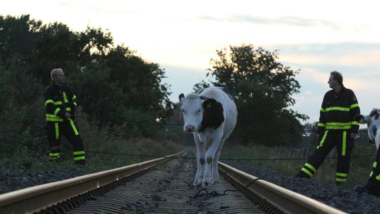 Een koe op het spoor bij Made. (foto: Stuve Fotografie).