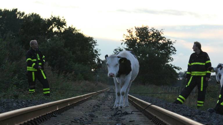 Een koe op het spoor (foto: Stuve Fotografie).