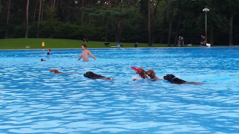 Dit Is De Dag Van Mijn Leven Honden En Hun Baasjes Plonzen In Zwembad De Wedert In Valkenswaard Omroep Brabant