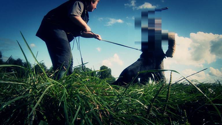 Hond in opleiding bij K10 workingdogs