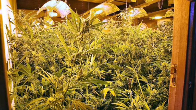 In een opgerolde kwekerij in Diessen stonden zeker duizend planten. Foto Toby de Kort/De Kort Media