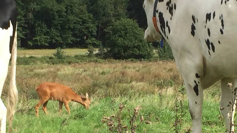 De reebok graast tussen de koeien. (foto: Erik de Jonge/Brabants Landschap).