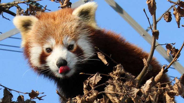 Een rode panda in Nuenen