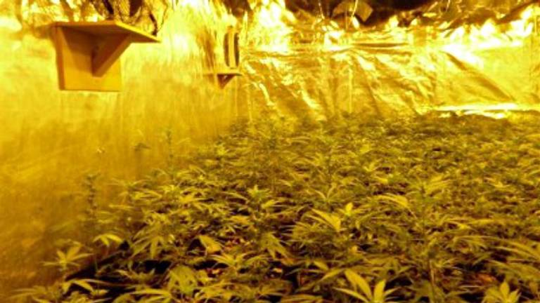 Professionele hennepkwekerij in Nuenen (foto: politie)