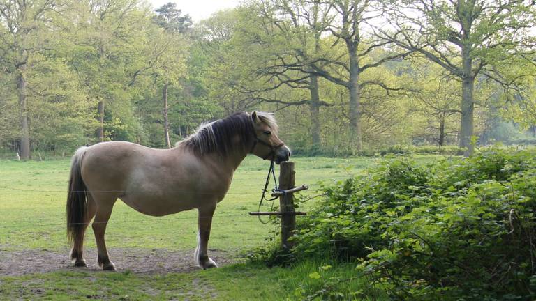 Liz van Zimmeren over haar geliefde paard Pebble