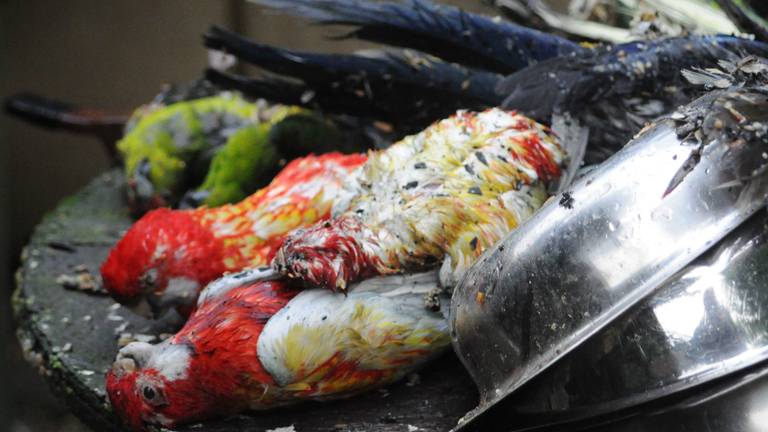 Er zouden meer dan 15 vogels zijn gesneuveld bij de brand. (Foto: Arno van der Linden/SQ Vision)