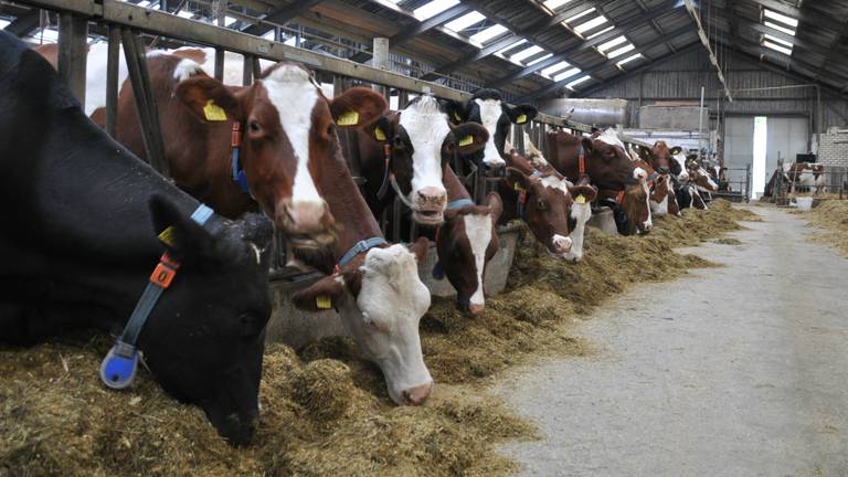 Als een stal leeg komt te staan, liggen drugscriminelen op de loer (foto: Ben Saanen)