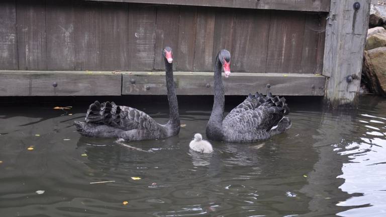 Foto: Efteling