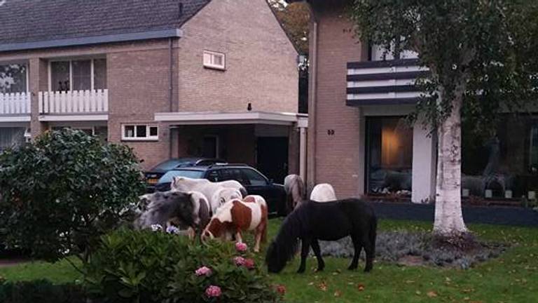 Deze pony's gingen op avontuur in Sint-Oedenrode. (Foto: politie Sint-Oedenrode/Facebook)