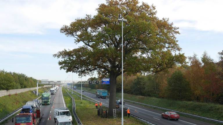 Oude eik op de A58 bij Ulvenhout onderworpen aan medisch onderzoek