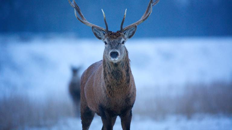 Het edelhert keert terug in de Brabantse natuur. (Foto: Karsten Reiniers / ARK Natuurontwikkeling)