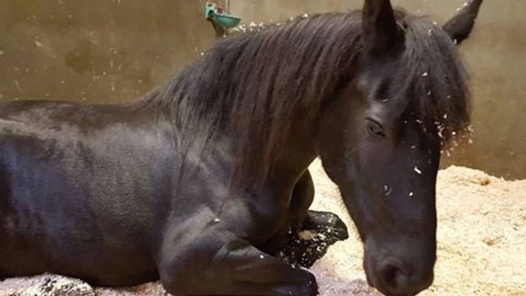 In Den Dungen moest de dierenarts een paard laten inslapen na een mishandeling (foto: Miranda van Hintum)