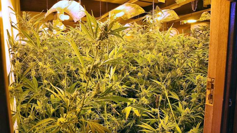 In een opgerolde kwekerij in Diessen stonden zeker duizend planten