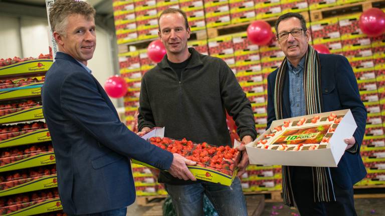 Tien miljoen kilo aardbeien op de veiling in Zundert (foto: Erik Bastiaensen)