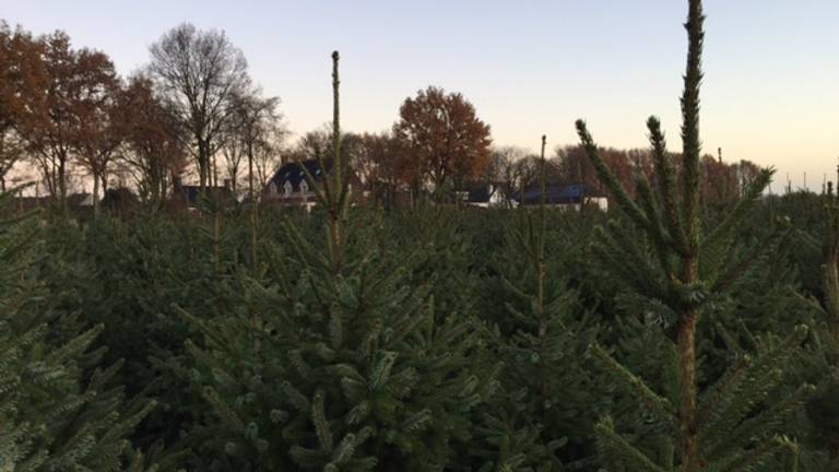 Kerstbomen in de achtertuin in Volkel