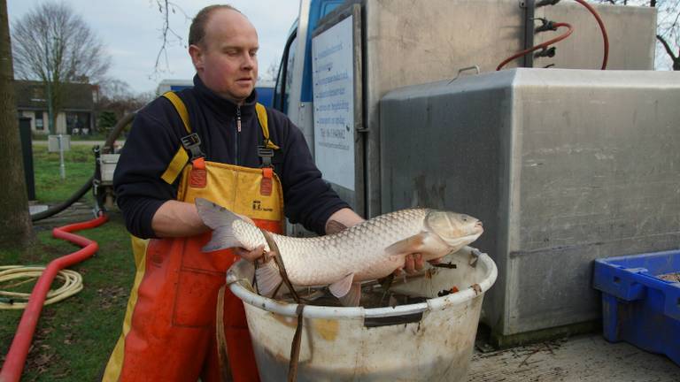 De vissen worden gevangen uit de vervuilde vijver. (Foto: Martijn van Bijnen FPMB)