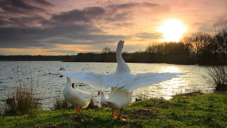 Het lijkt wel lente! (foto: Corina Magielse, Wernhout)