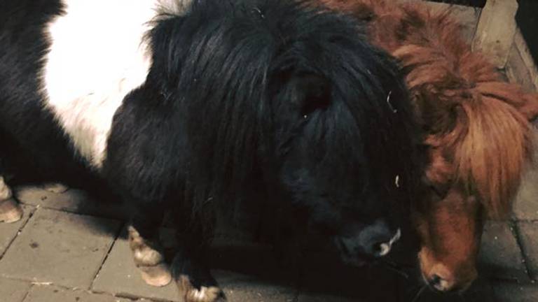 De twee shetlandpony's (foto: Politie Boxmeer / Twitter)