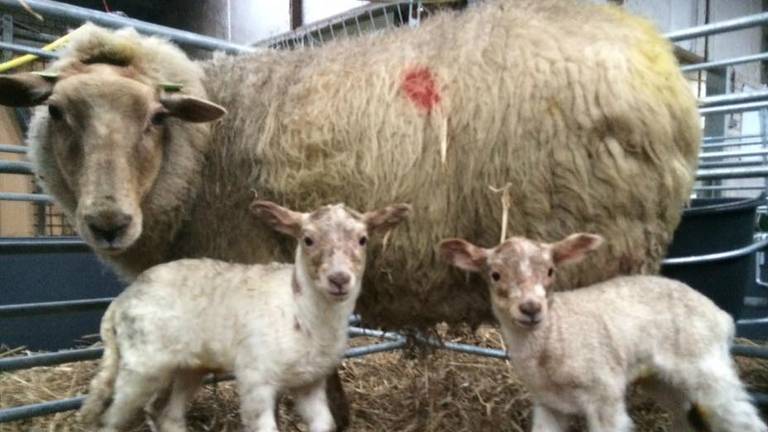 Foto: Schaapskudde Loonse en Drunense Duinen / Facebook