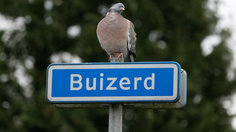 Rrrrroekoe! (Foto: Marcel van Dorst, SQ Vision)