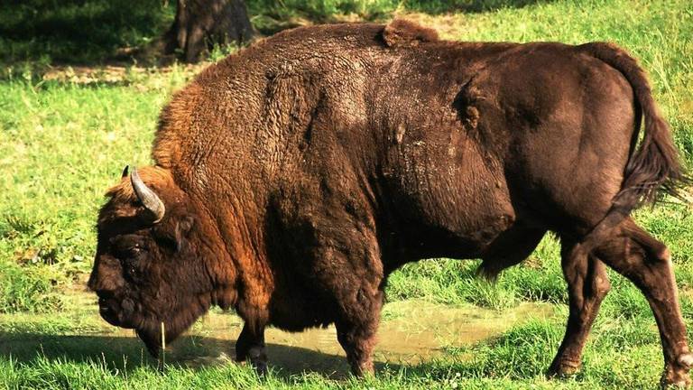 Een wisent