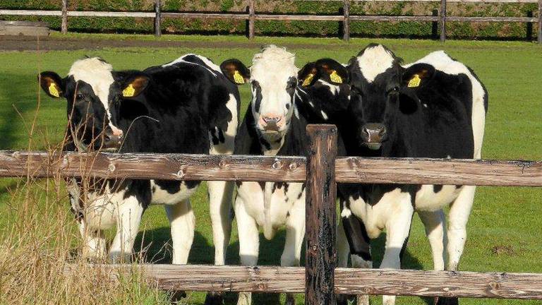 Omroep Brabant