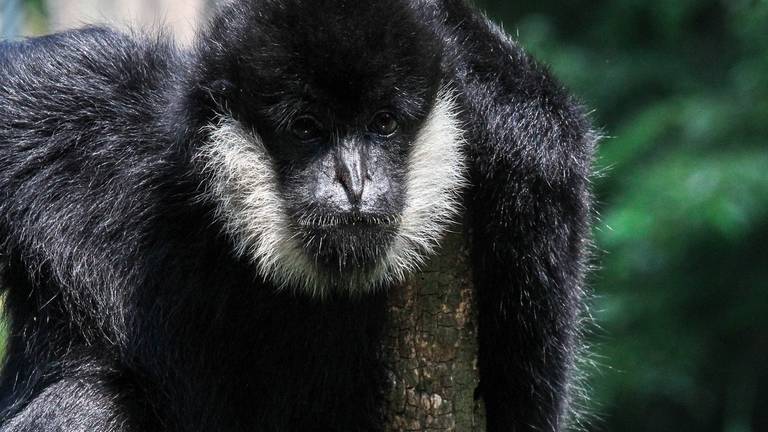 De witwanggibbon Nonkel. (foto: ZooParc Overloon)