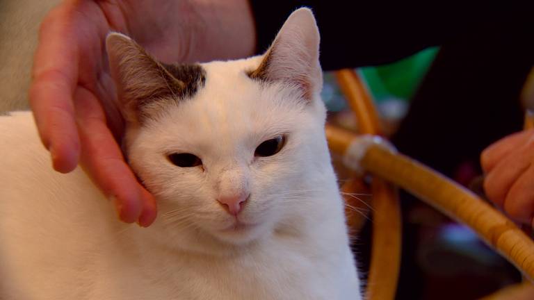 Een kat bij Kattenparadijs Mispoes in Den Bosch