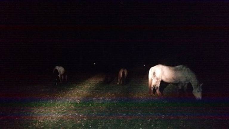 De vier paarden (foto: Politie Veghel / Facebook)