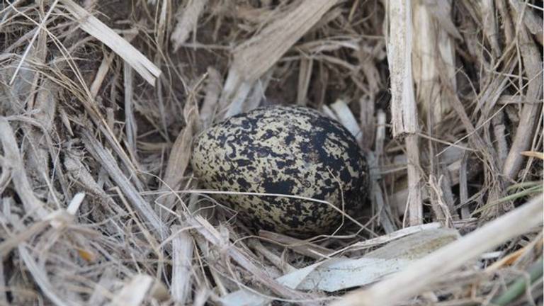 Eerste ei werd gevonden op een akker in Sint-Oedenrode. Foto: Jochem Sloothaak
