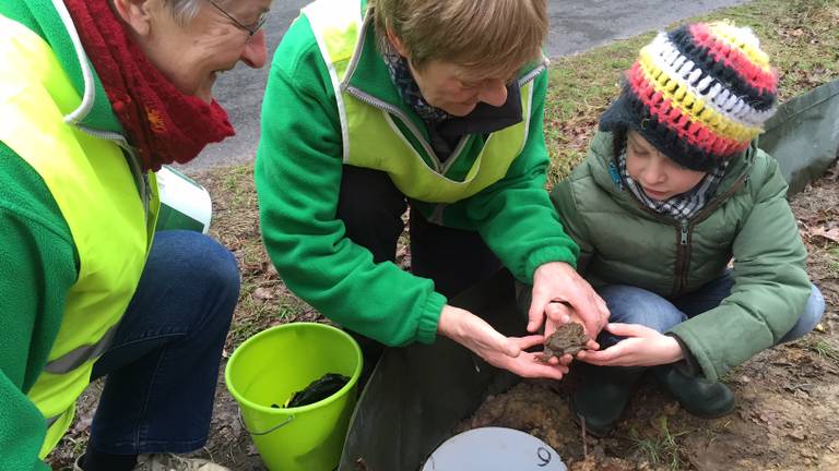 Vrijwilligers helpen de padden met oversteken (foto: Tonnie Vossen)