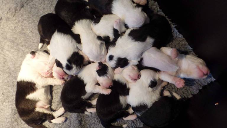 Elf Old English Sheepdogpuppy's geboren in Fijnaart
