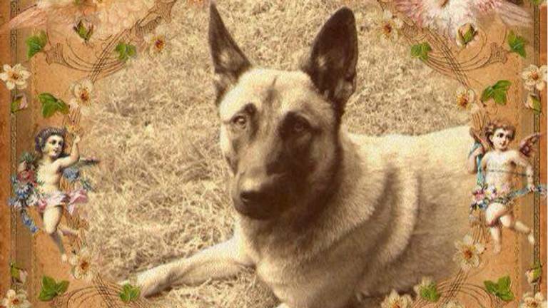 Hond Doenya werd in België langs de weg gevonden. Foto: Facebook/Berry Knapen